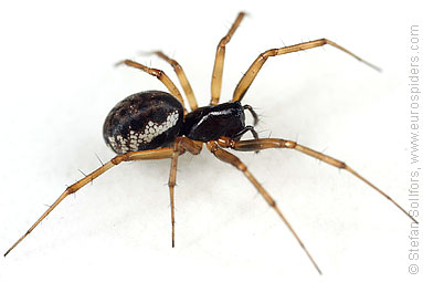 Herb hammock spider Neriene clathrata