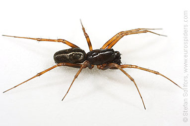 Herb hammock spider Neriene clathrata