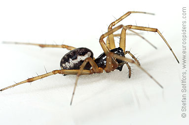 Herb hammock spider Neriene clathrata