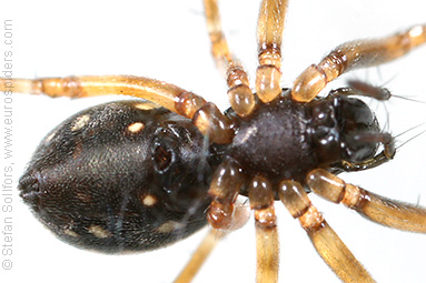 Herb hammock spider Neriene clathrata