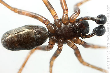 Herb hammock spider Neriene clathrata