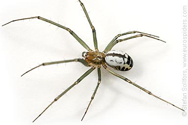 Black-tailed hammock-spider Neriene emphana