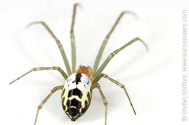 Black-tailed hammock-spider Neriene emphana