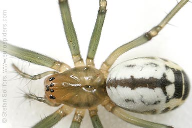 Black-tailed hammock-spider Neriene emphana