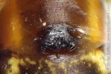 Black-tailed hammock-spider Neriene emphana
