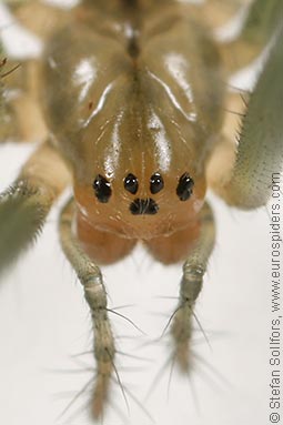 Black-tailed hammock-spider Neriene emphana