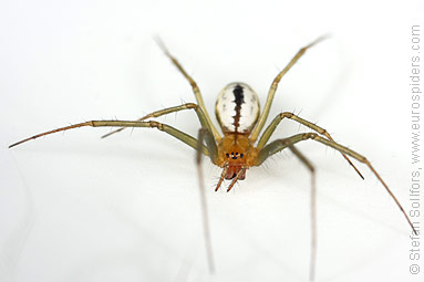 Black-tailed hammock-spider Neriene emphana