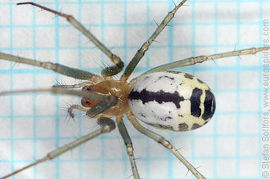 Black-tailed hammock-spider Neriene emphana