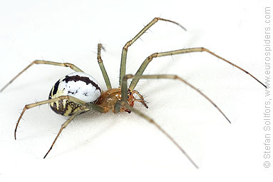 Black-tailed hammock-spider Neriene emphana