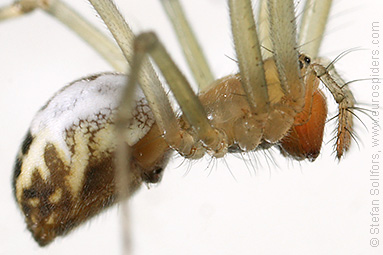 Black-tailed hammock-spider Neriene emphana