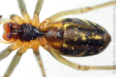 Black-tailed hammock-spider Neriene emphana