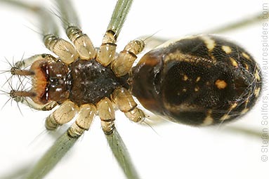 Black-tailed hammock-spider Neriene emphana