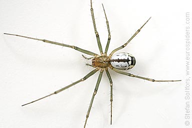 Black-tailed hammock-spider Neriene emphana