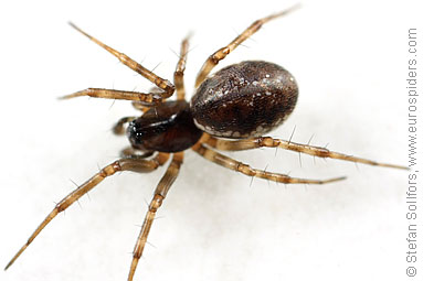 Spring hammock-spider Neriene montana