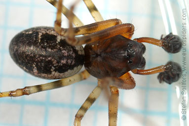 Spring hammock-spider Neriene montana