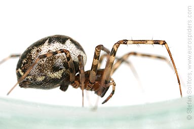 Spring hammock-spider Neriene montana