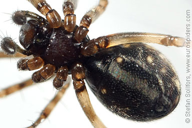 Spring hammock-spider Neriene montana