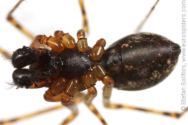 Spring hammock-spider Neriene montana