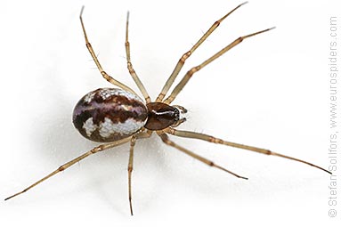 Platform hammock-spider Neriene peltata