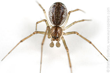 Platform hammock-spider Neriene peltata