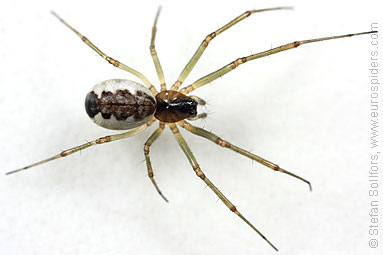 Platform hammock-spider Neriene peltata