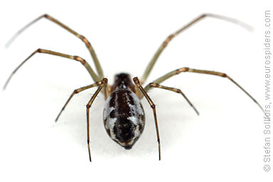 Platform hammock-spider Neriene peltata