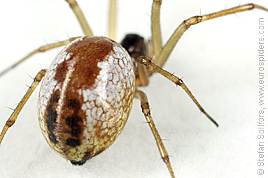 Platform hammock-spider Neriene peltata