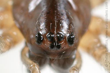 Platform hammock-spider Neriene peltata