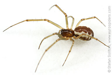 Platform hammock-spider Neriene peltata