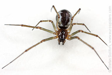 Platform hammock-spider Neriene peltata