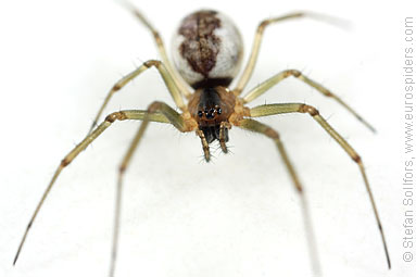 Platform hammock-spider Neriene peltata