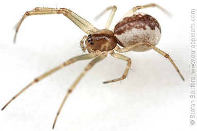 Platform hammock-spider Neriene peltata