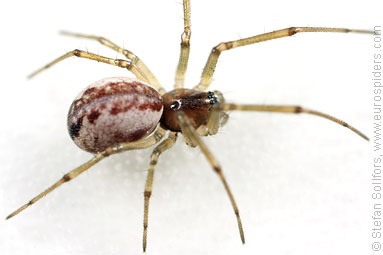 Platform hammock-spider Neriene peltata