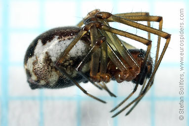 Platform hammock-spider Neriene peltata