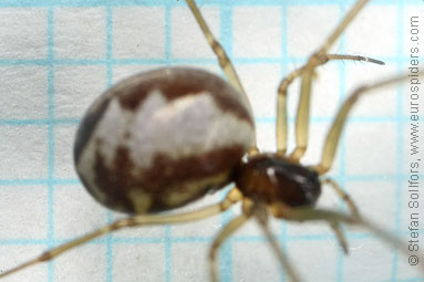 Platform hammock-spider Neriene peltata