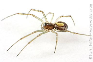 Platform hammock-spider Neriene peltata