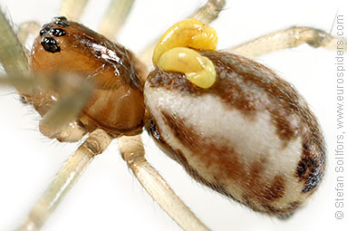 Platform hammock-spider Neriene peltata