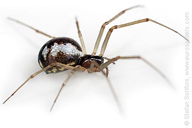 Platform hammock-spider Neriene peltata