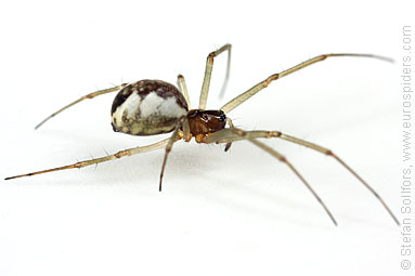 Platform hammock-spider Neriene peltata