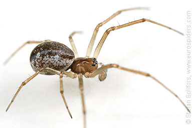 Platform hammock-spider Neriene peltata