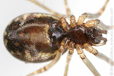 Platform hammock-spider Neriene peltata