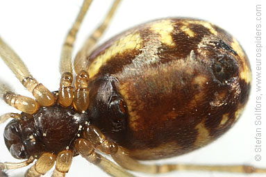 Platform hammock-spider Neriene peltata