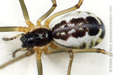 St. Pauls hammock-spider Neriene radiata