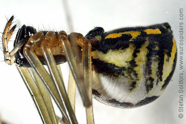 St. Pauls hammock-spider Neriene radiata