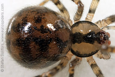 Cavity spider Nesticus cellulanus