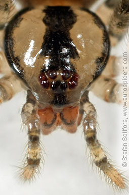 Cavity spider Nesticus cellulanus