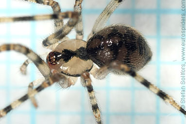 Cavity spider Nesticus cellulanus