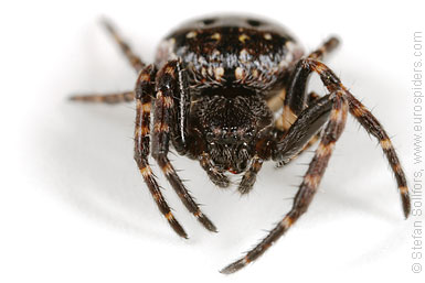 Walnut orb-weaver Nuctenea umbratica