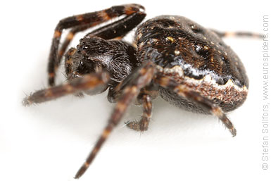 Walnut orb-weaver Nuctenea umbratica