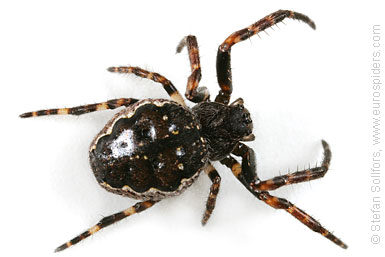 Walnut orb-weaver Nuctenea umbratica